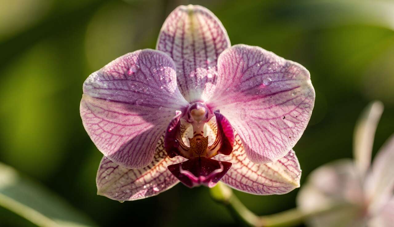 Orchidées : secrets et Beauté Discrète de leur Floraison