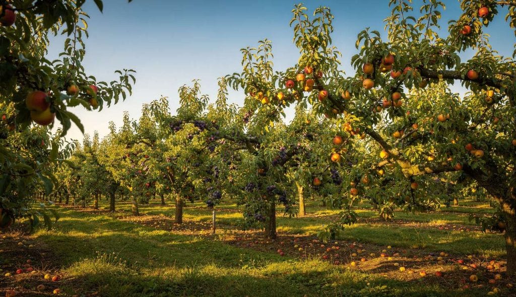 Arbres fruitiers faciles : conseils pour un entretien minimal