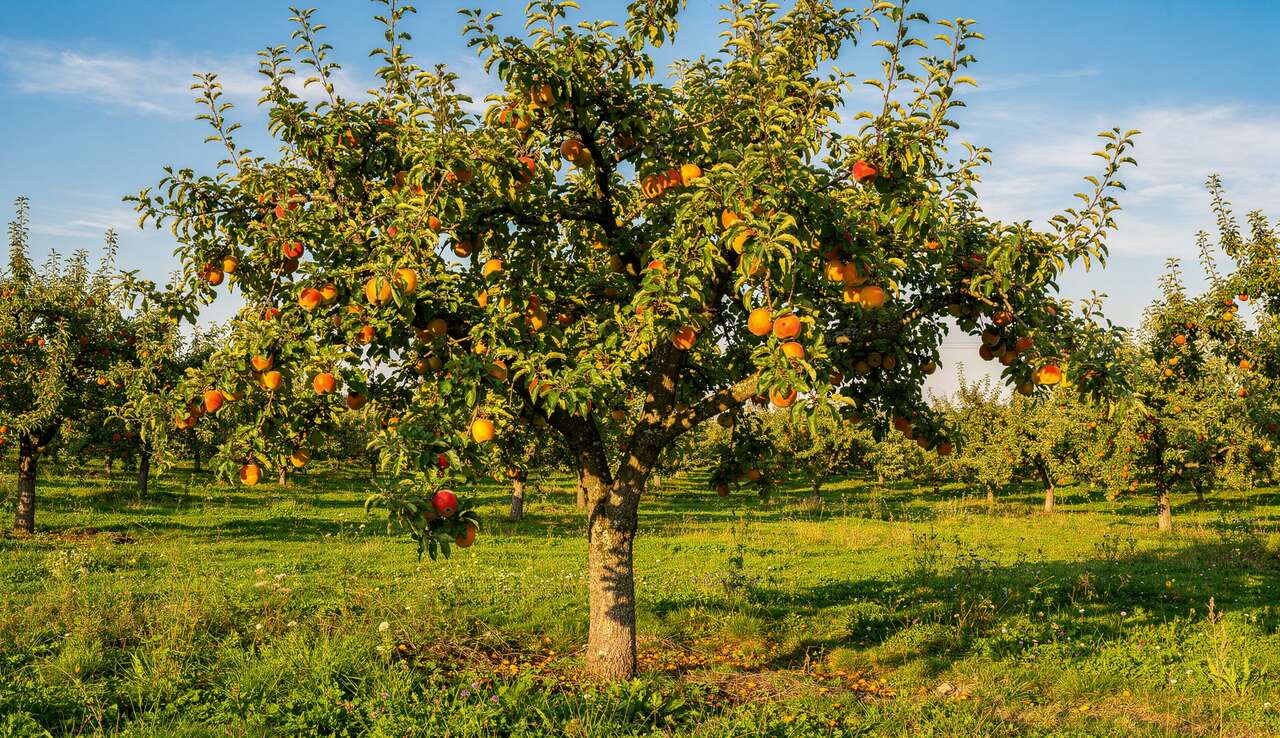 Combien de temps pour récolter des fruits sur un arbre fruitier ?