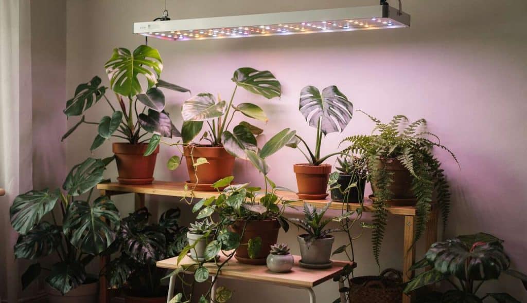 La lumière artificielle est-elle bénéfique pour les plantes ?