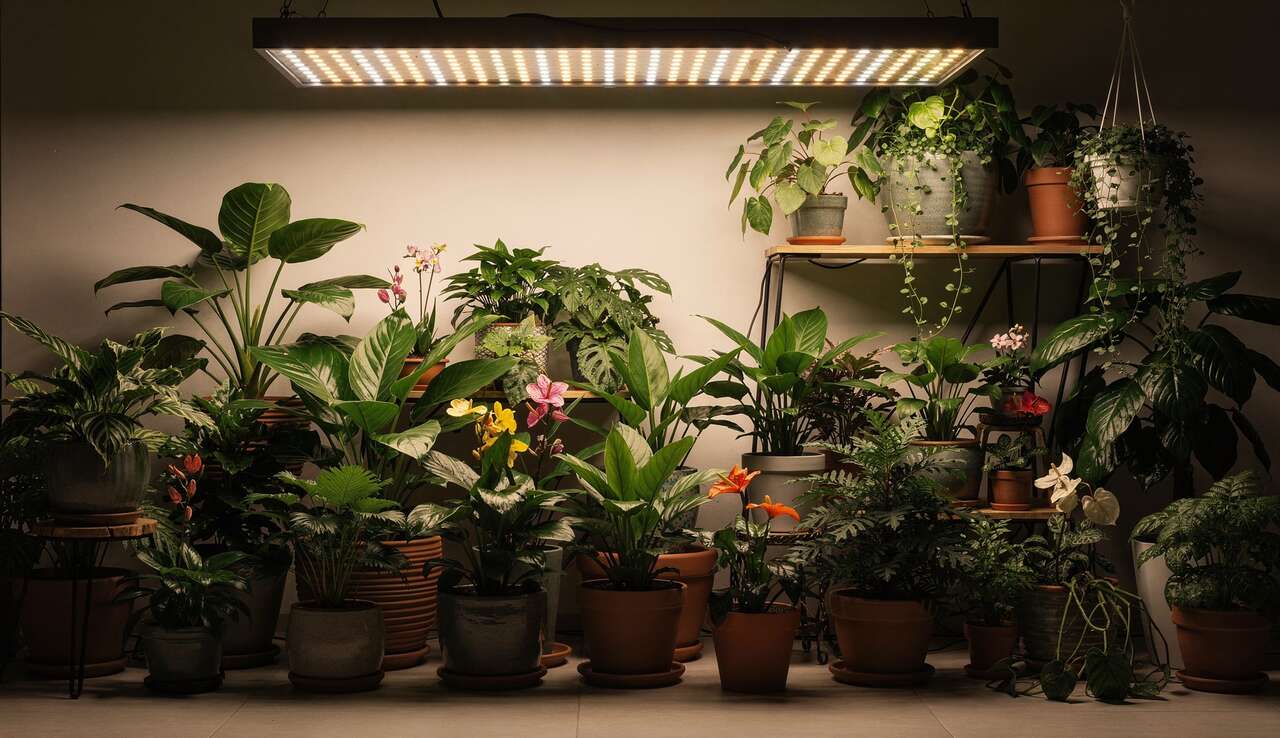 &eacute;clairages &agrave; led : une solution efficace pour les plantes