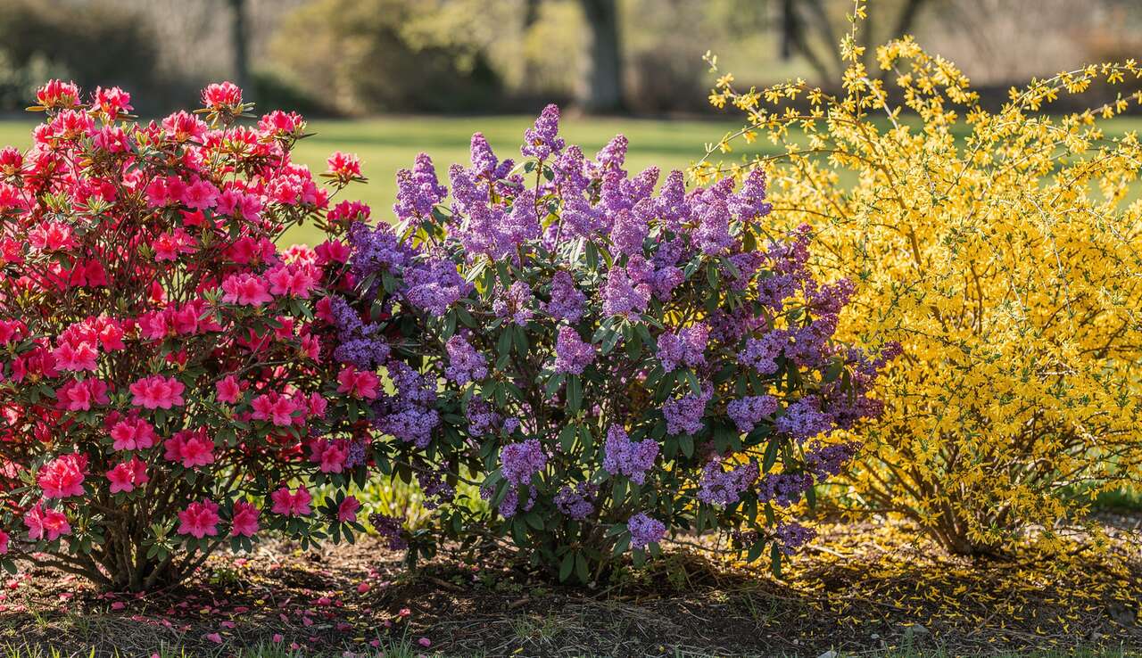3 arbustes à floraison printanière à découvrir