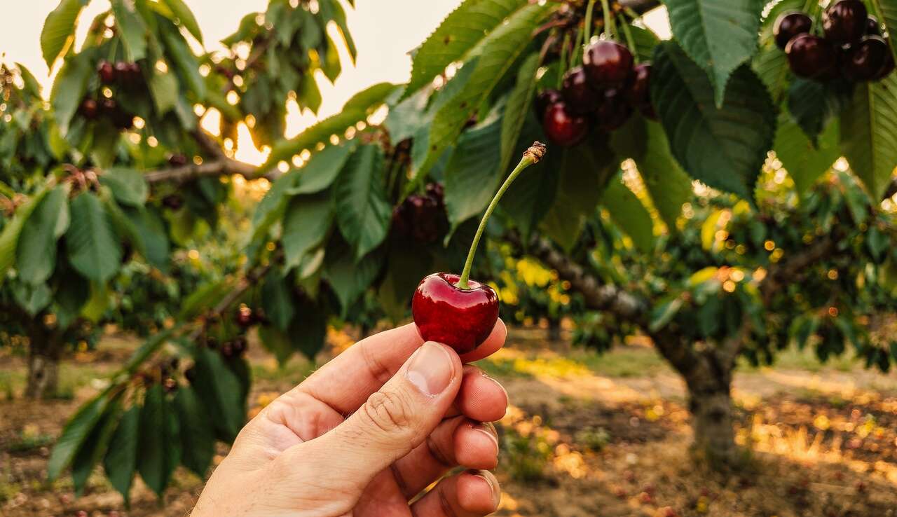 Techniques de plantation du cerisier bigarreau