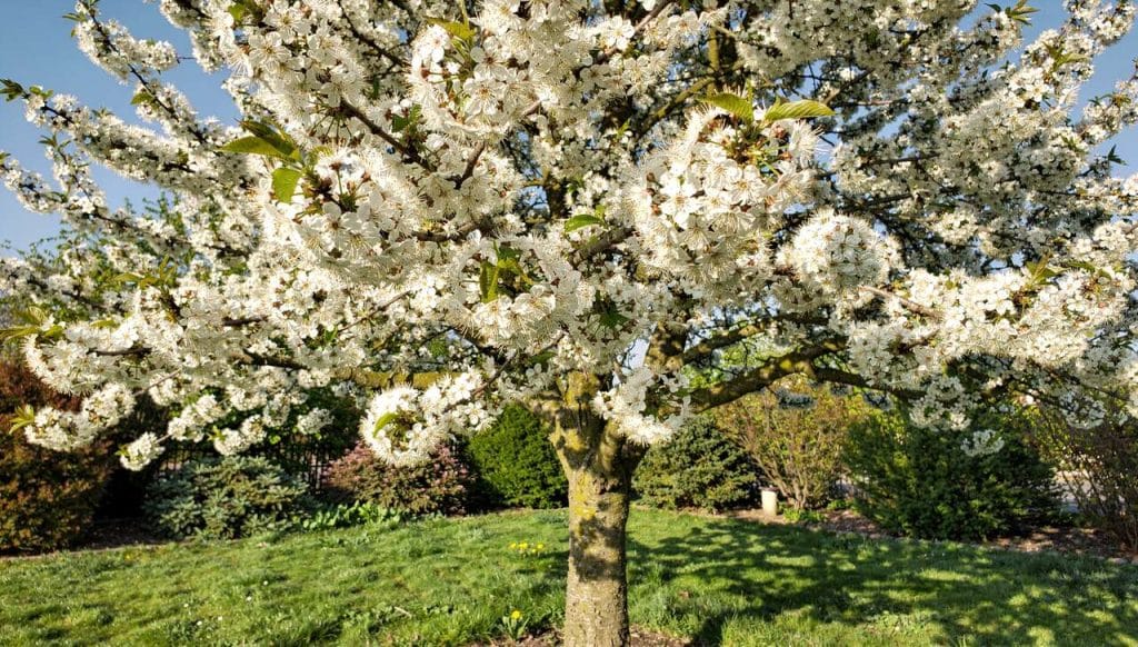 Cerisier griotte : variétés et associations au jardin